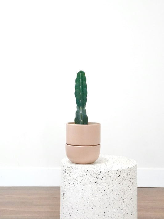 Ted the Cuddly Cactus, Medium