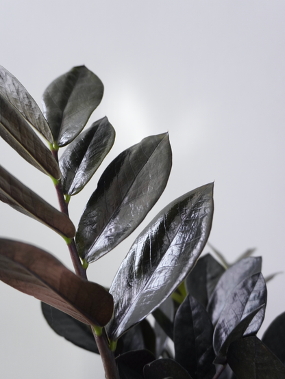 raven zz plant toronto Raven ZZ Plant | Vancouver Plant Store