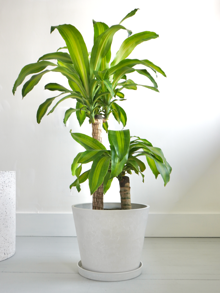 Extra Large Indoor Plants Vancouver Plant Delivery Frondly Plants