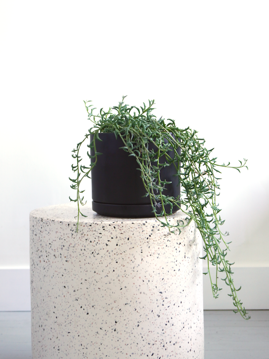 Flipper the String of Dolphins, Medium