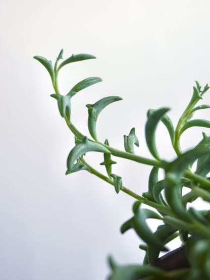 Flipper the String of Dolphins, Medium