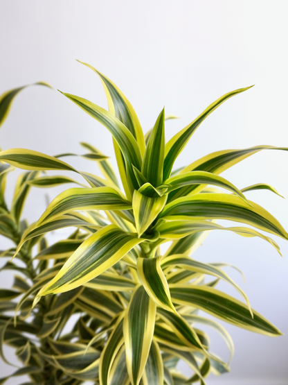 Sharook the Dracaena 'Song of India', Medium