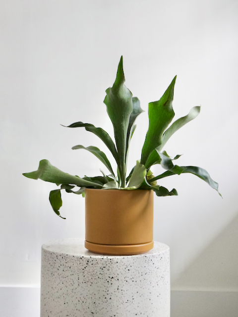 Buck the Staghorn Fern, Medium