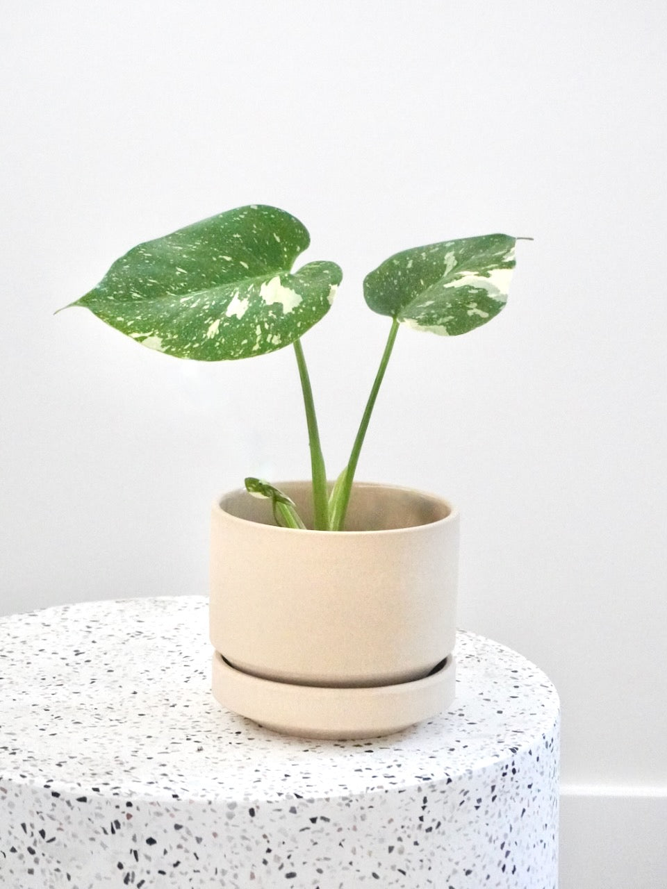 Zilla the Monstera Deliciosa 'Thai Constellation', Small