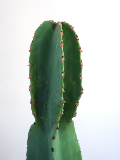 Sundance the Cowboy Cactus, XL