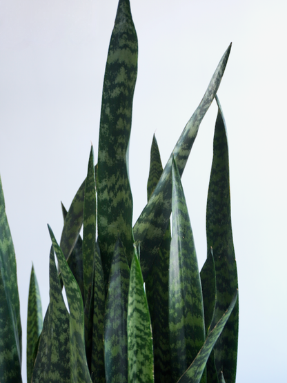 snake plant canada Snake Plant, Sansevieria | Vancouver Plant Store