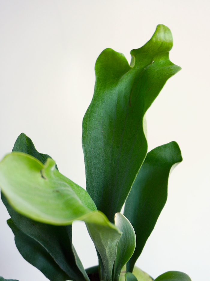 Buck the Staghorn Fern, Medium