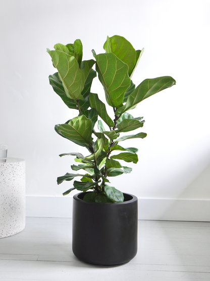 Figgy the Fiddle Leaf Fig 'Bush', XL