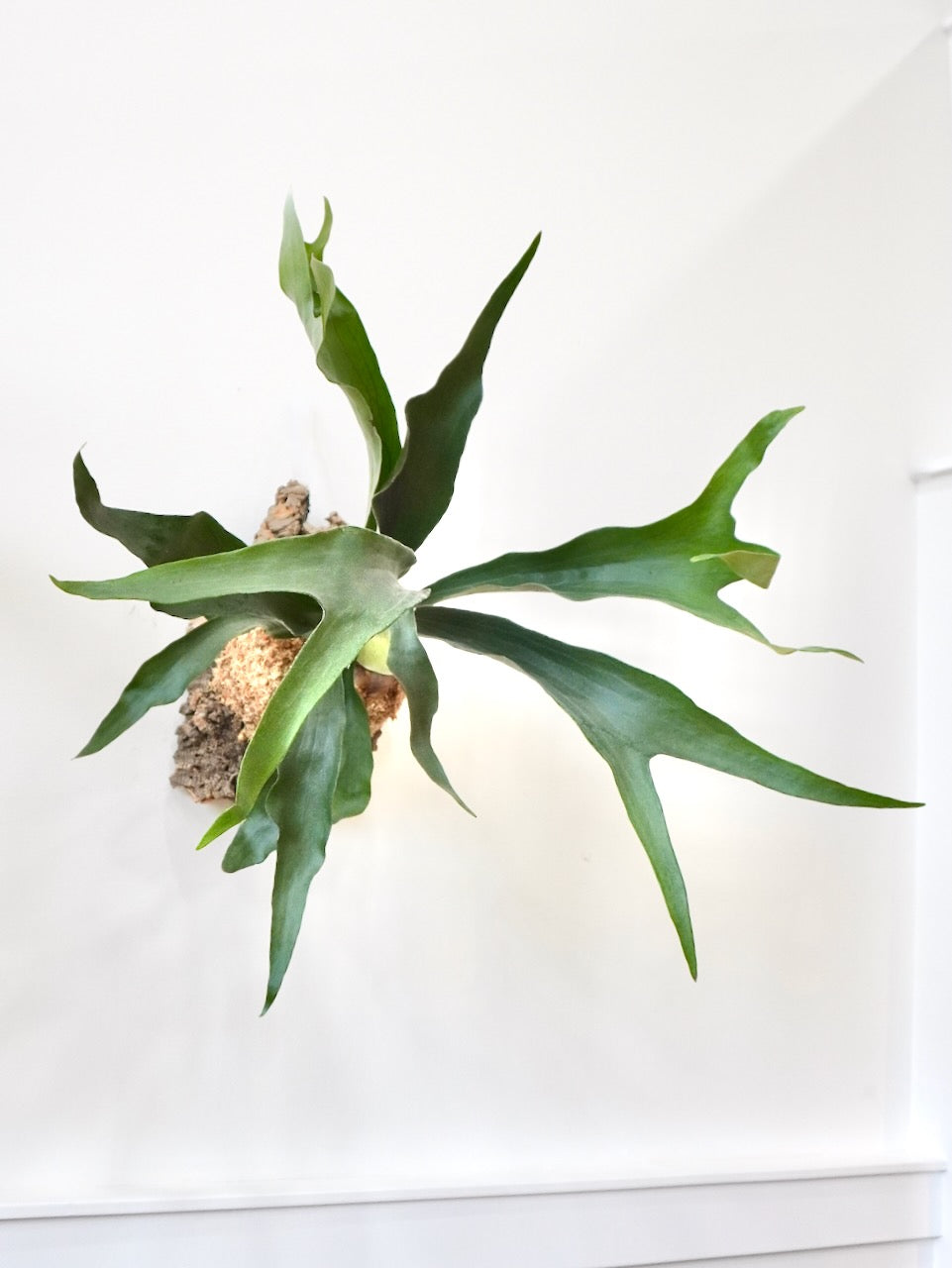 Buck the Staghorn Fern, Large Mounted