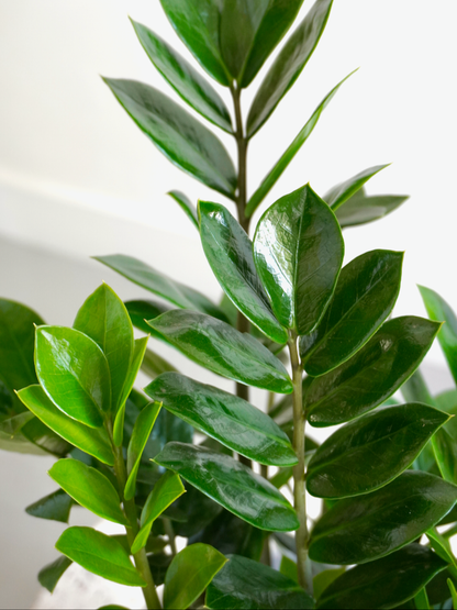 where to buy zz plant toronto ZZ Plant, Zamioculcus | Vancouver Plant Store