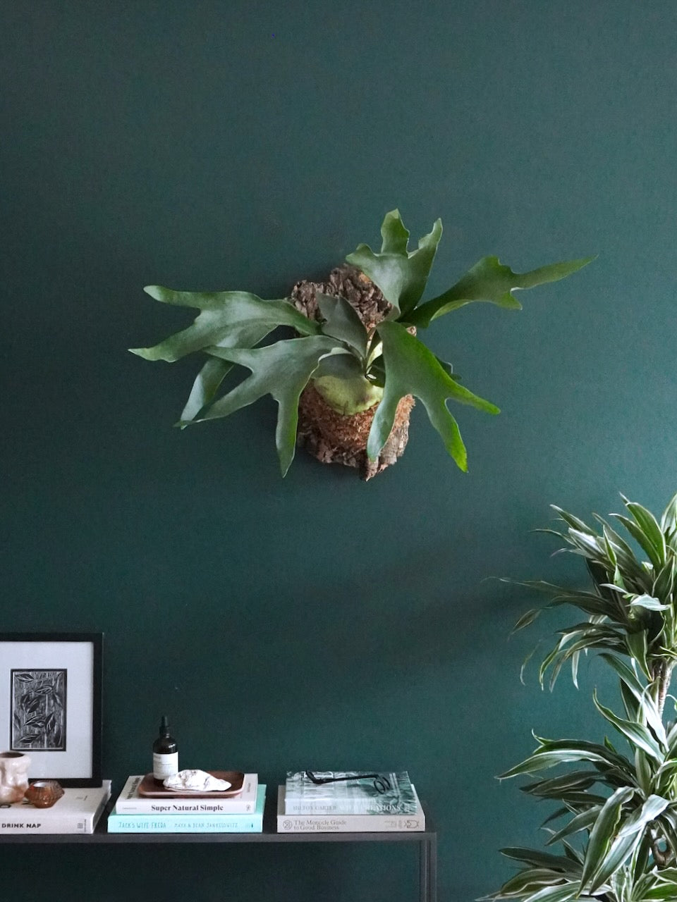 Buck the Staghorn Fern, Large Mounted
