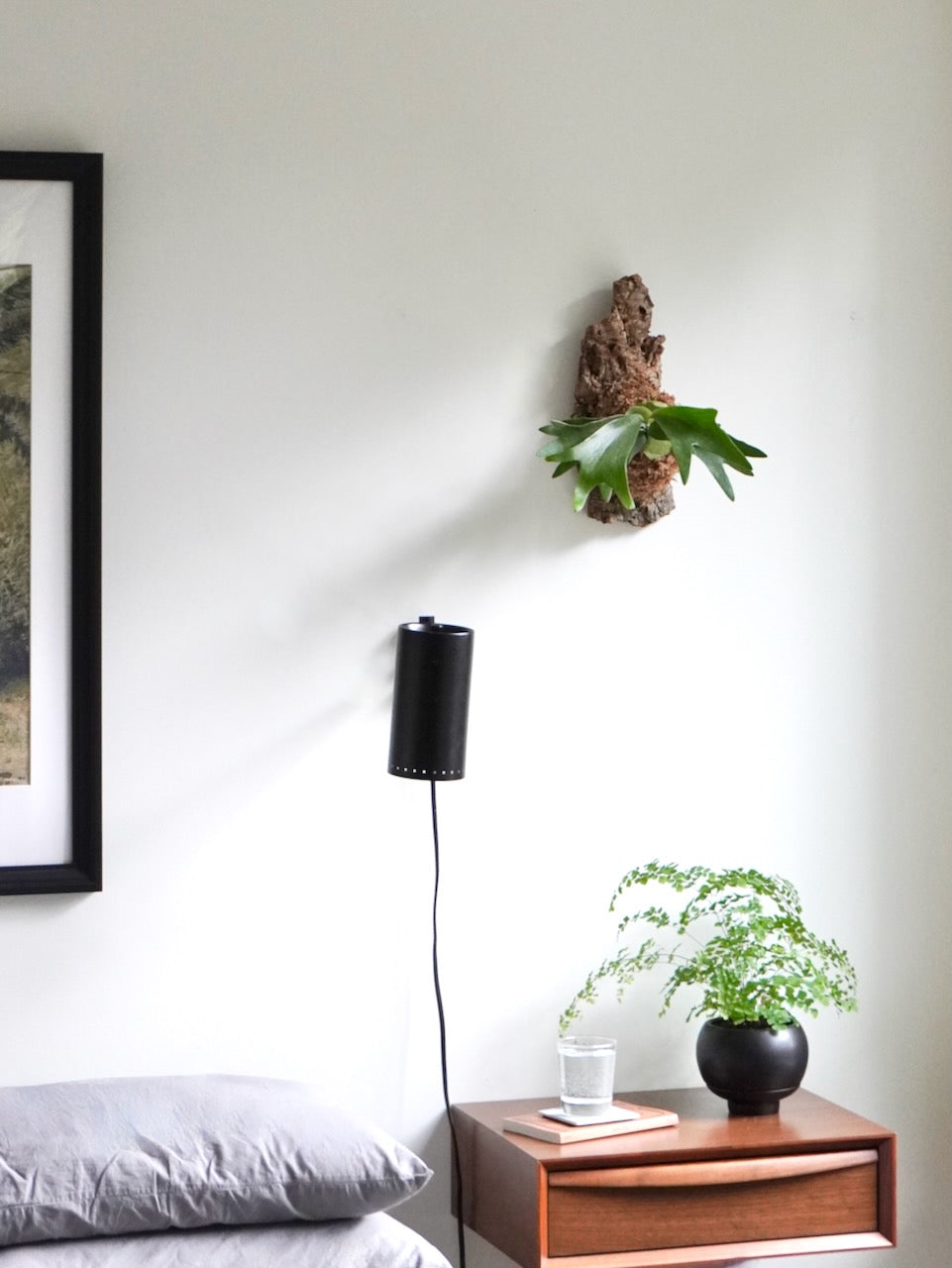 Bambi the Staghorn Fern, Small Mounted