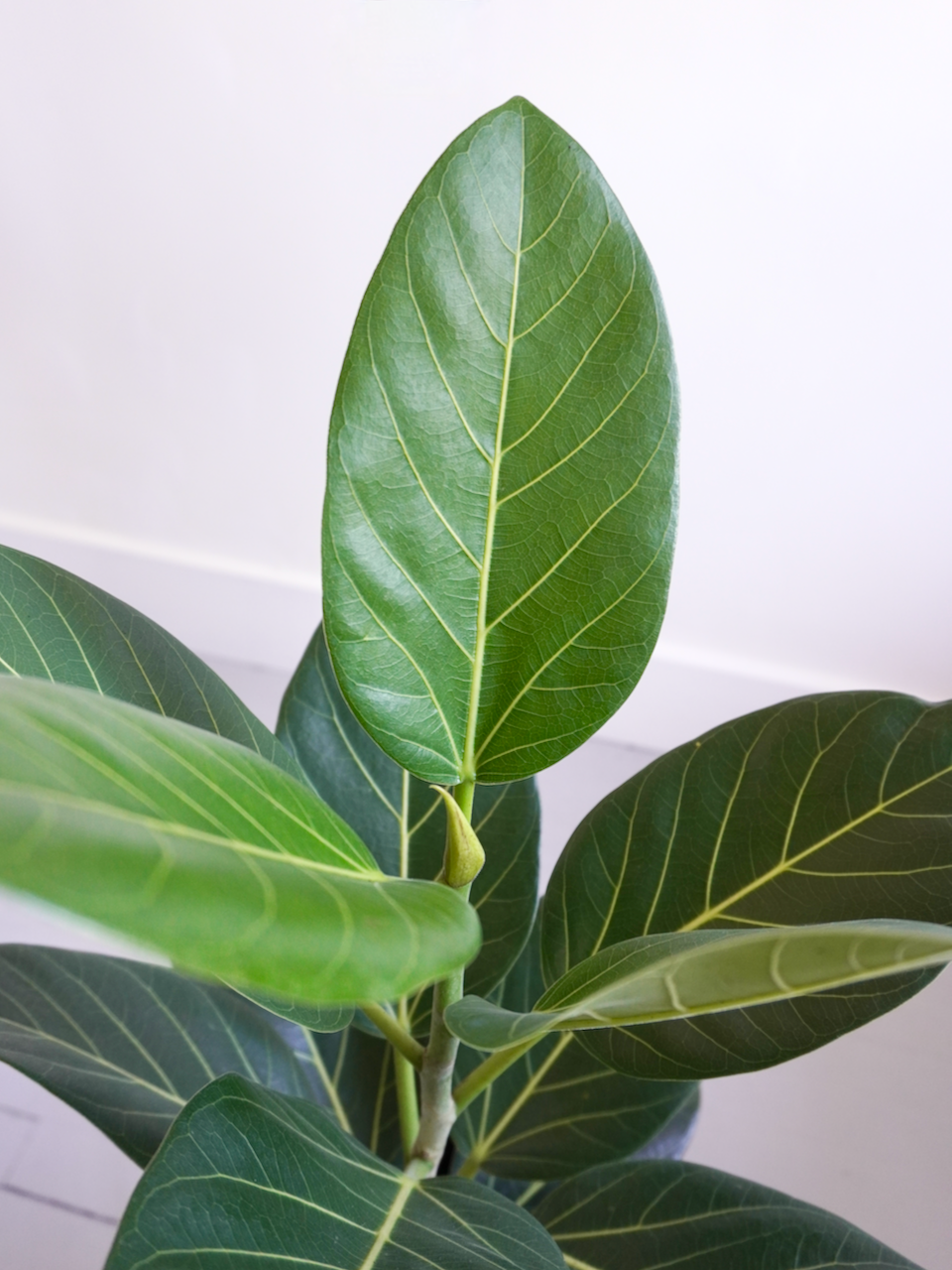 Khan the Ficus Audrey Bush, XL