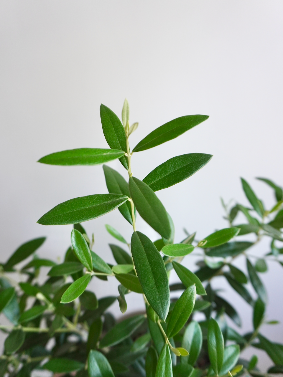 Olivia the Olive Tree, Medium