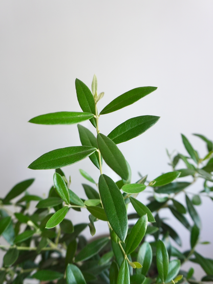Olivia the Olive Tree, Medium
