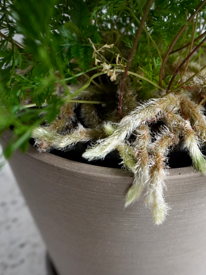 Hopper the Rabbit's Foot Fern, Medium