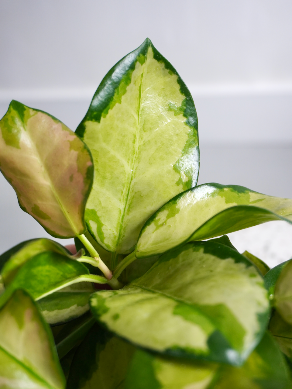 Aurora the Hoya 'Australis Grande' Variegated, Medium