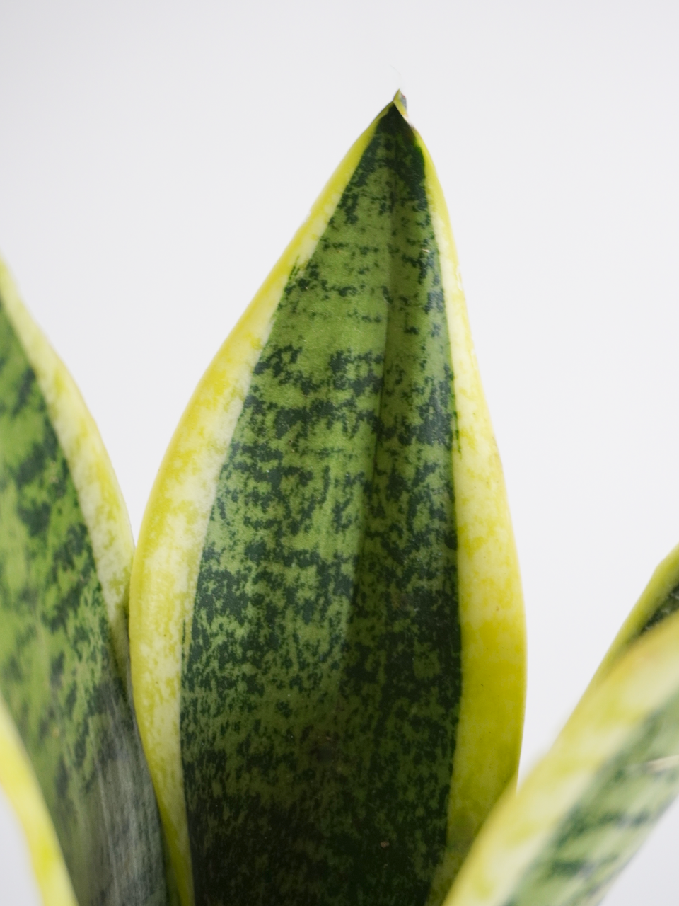 Monty the Snake Plant 'Laurentii', Small