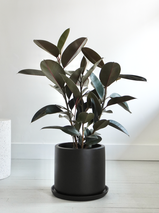 Big Red the Rubber Tree 'Burgundy', XL