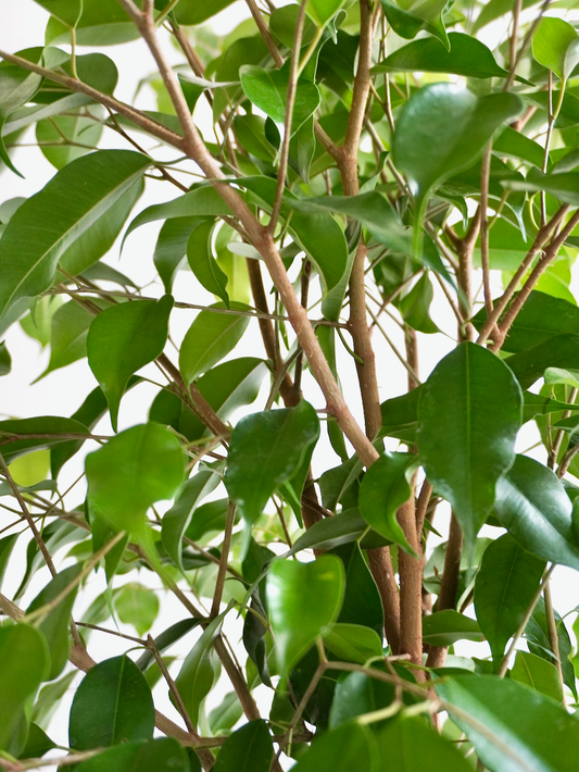 Benji the Ficus 'Benjamina', XXL