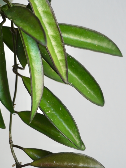 Sketty the Hoya 'Wayetii', Small