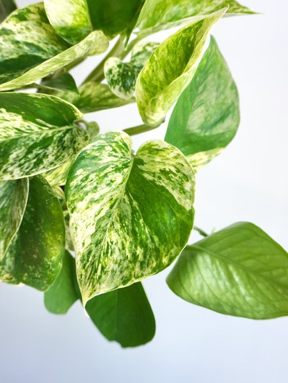 Jab-Jab the Marble Queen Pothos, Small