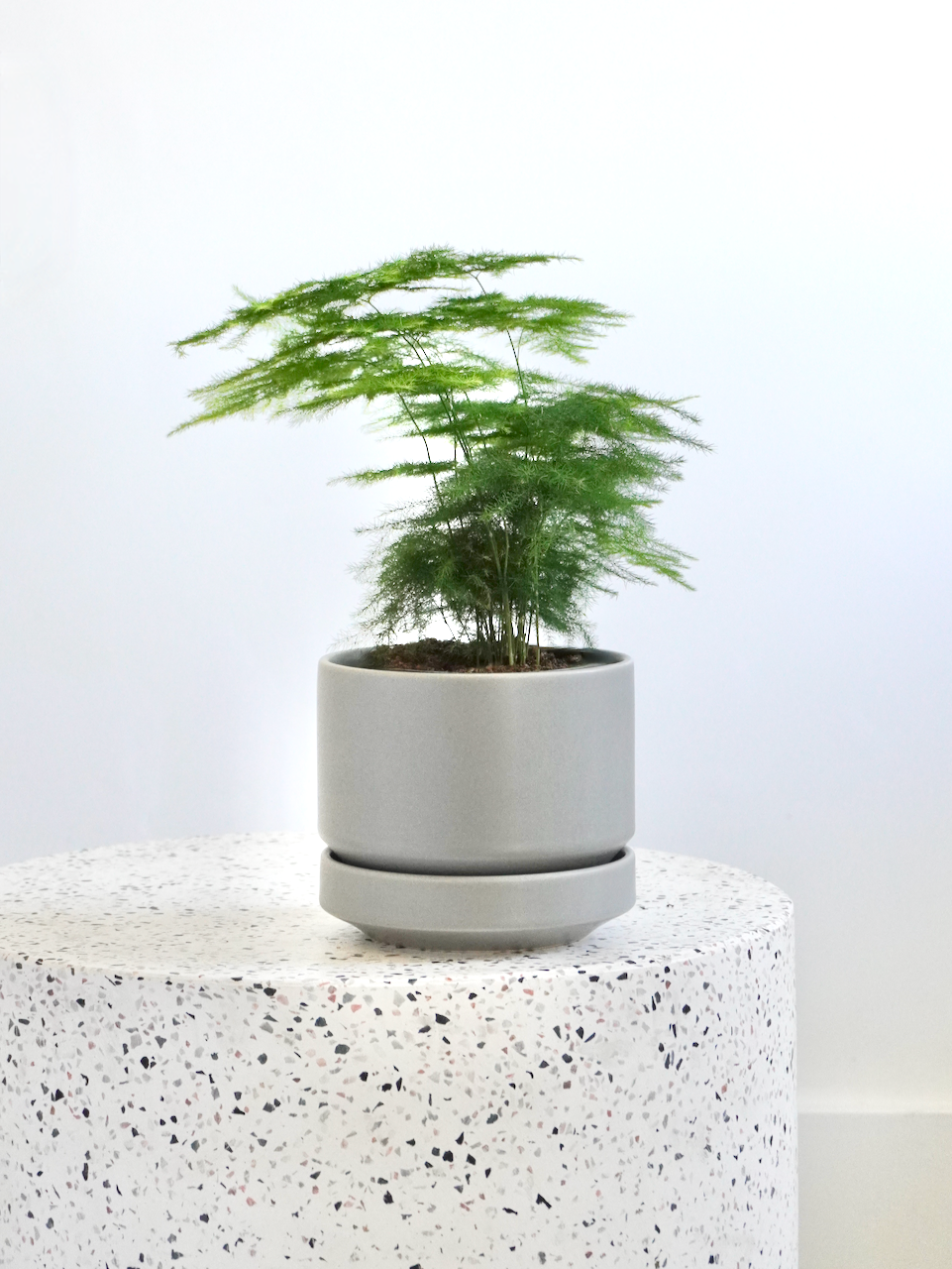Plumosa, Asparagus Fern Vancouver Plant Store Frondly Plants