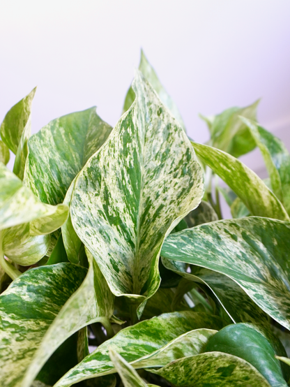 Jab-Jab the Pothos 'Marble Queen', Large