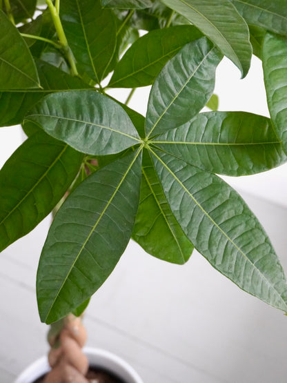 Money Tree Pachira Indoor Plant Leaves
