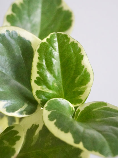Pepper the Peperomia 'Variegated', Small