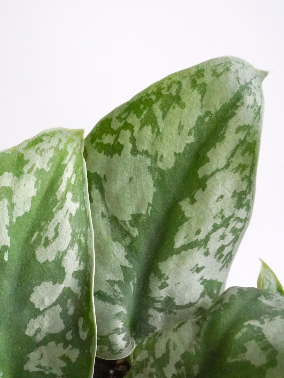 Low Light Plants Vancouver Plant Delivery Frondly Plants