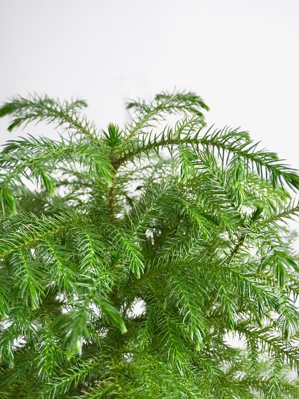 Noel the Norfolk Pine, Large