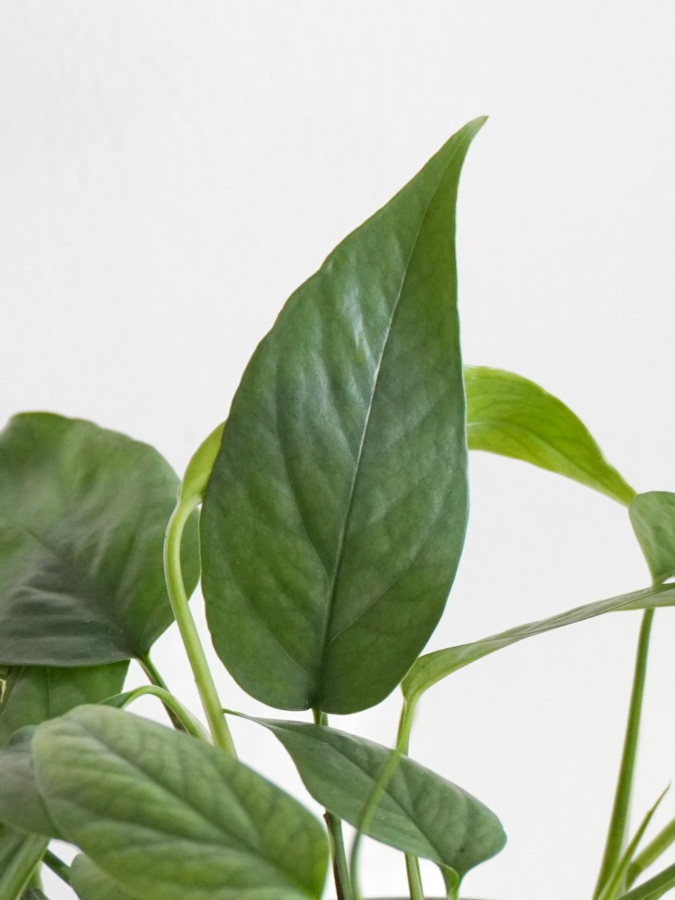 Jab-Jab the Pothos 'Cebu Blue', Medium