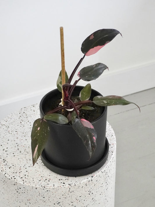 Barbie the Philodendron 'Pink Princess', Medium