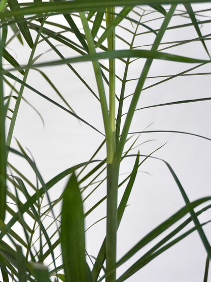 Tamboo the Bamboo Palm, XL