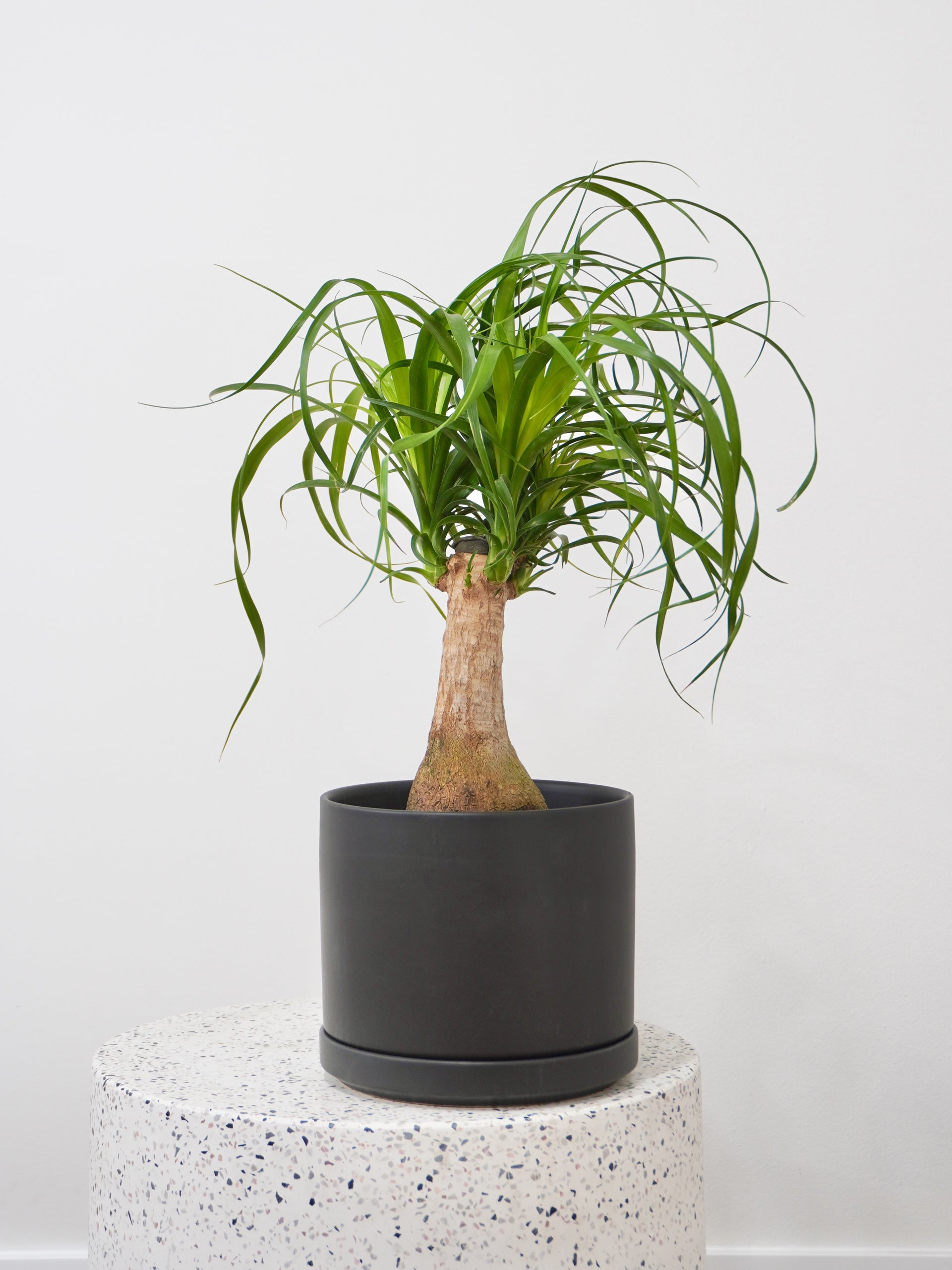 Ponytail Palm Plant, Beaucarnea, Vancouver Plant Store