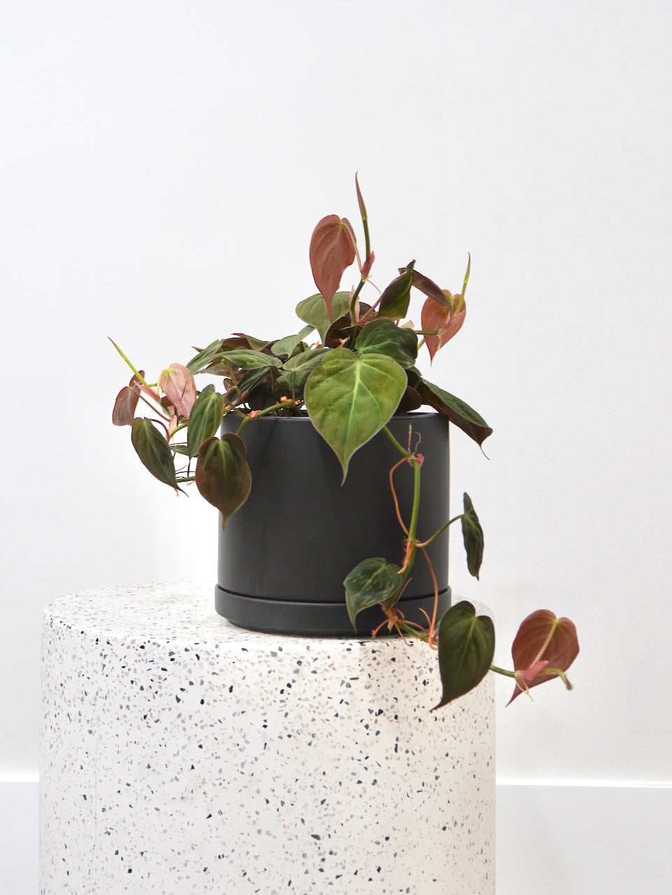 Cupid the Philodendron Micans, Medium