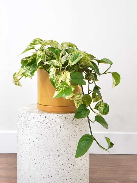 Jab-Jab the Pothos 'Marble Queen', Large