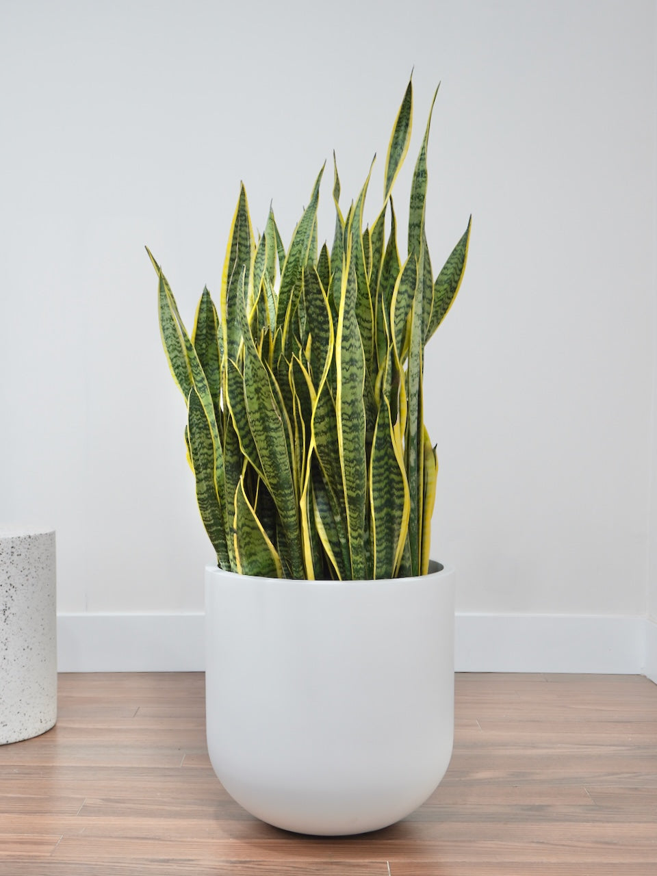 Monty the Snake Plant 'Laurentii', XXL