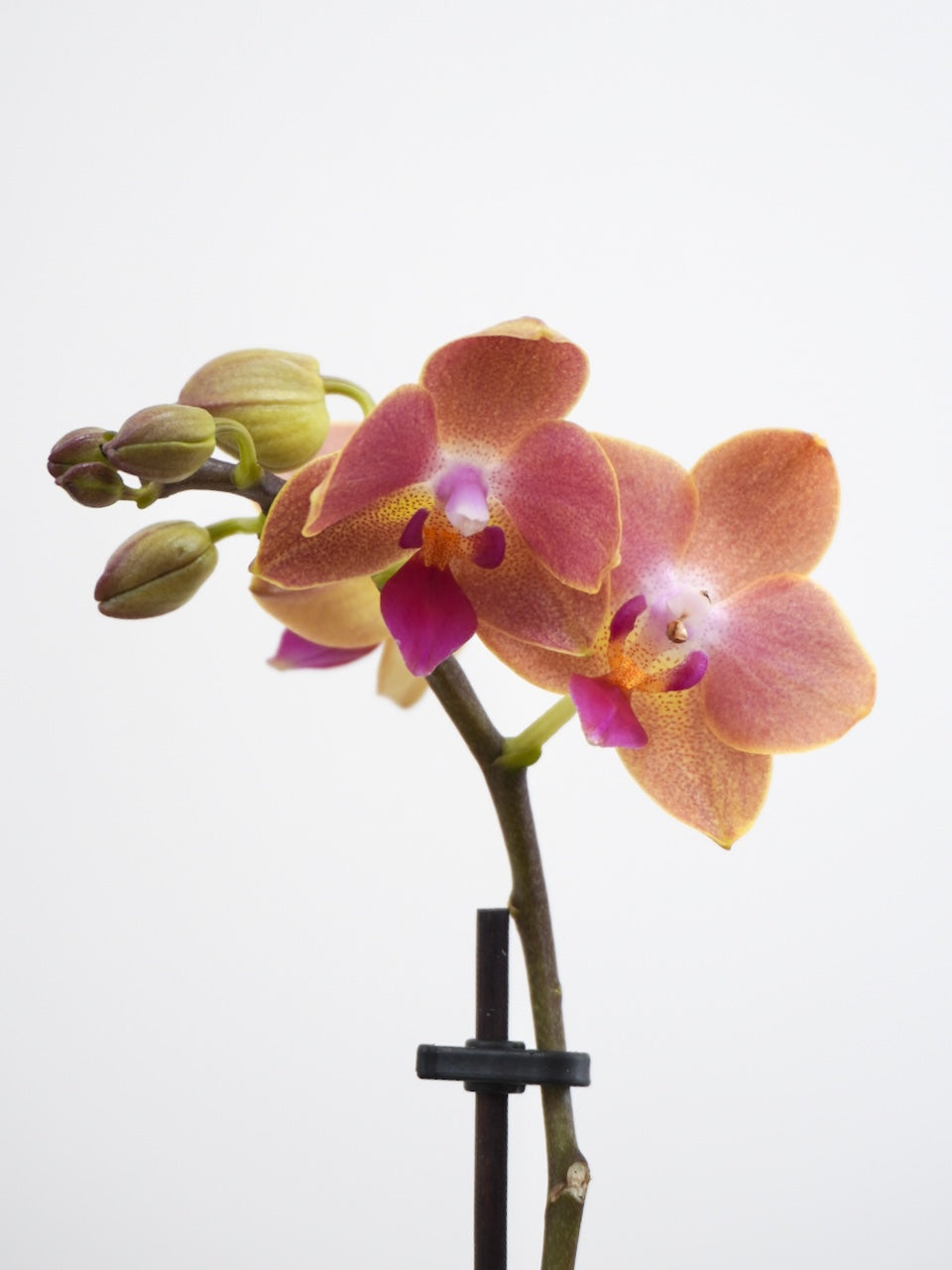 Miniature Moth Orchid, XS (Multiple Colours)