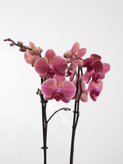 Moth Orchid, Medium (Multiple Colours)
