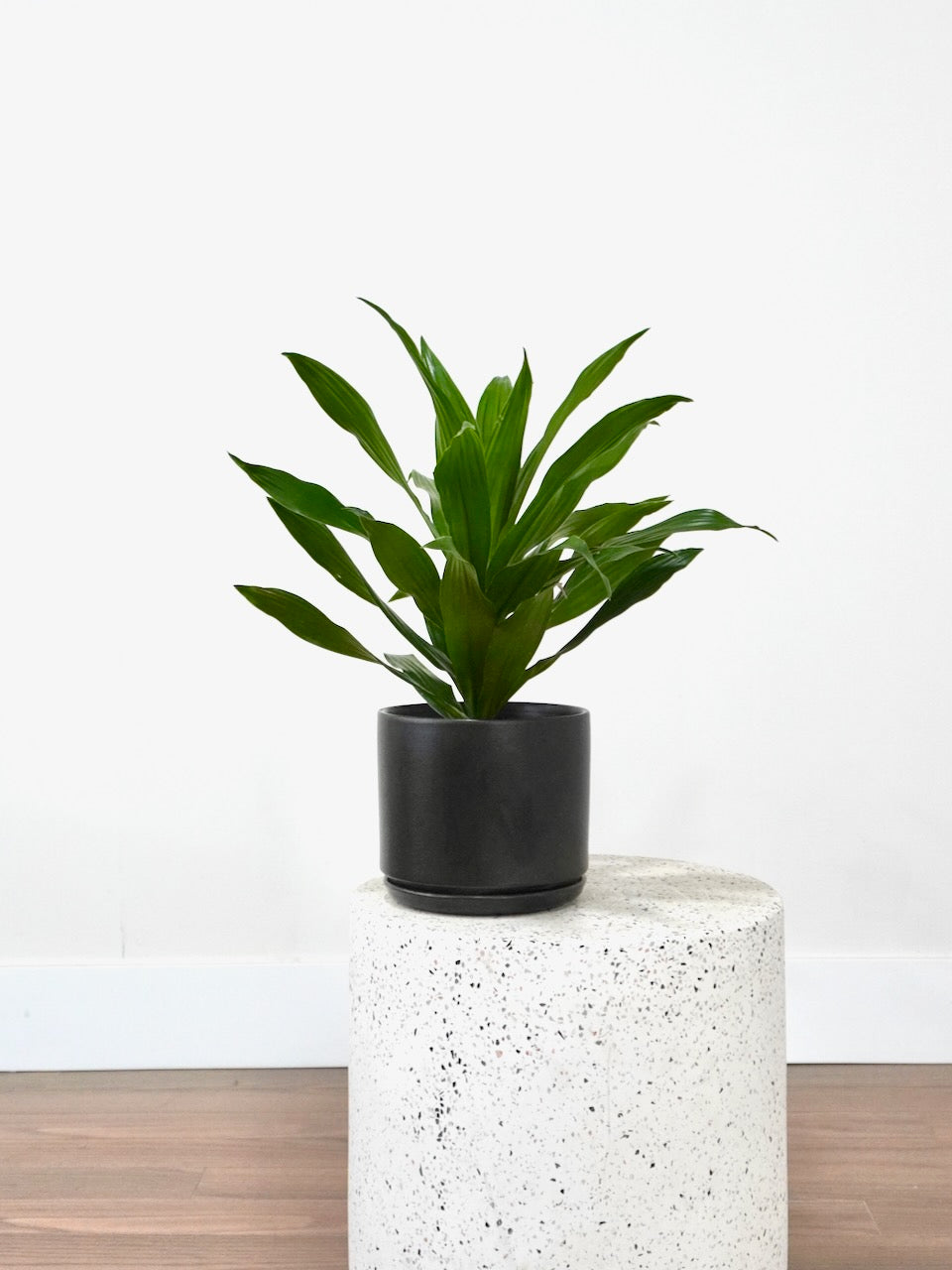 Warner the Dracaena 'Warneckii', Medium