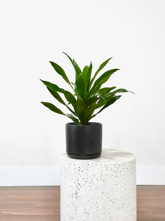 Warner the Dracaena 'Warneckii', Medium