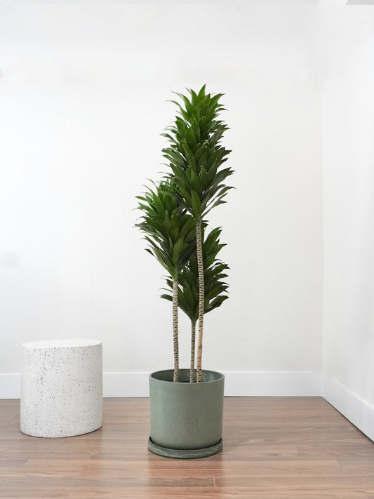 Piña the Dracaena Compacta, XL Tall