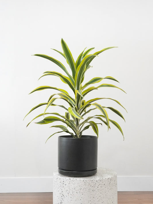 Warner the Dracaena 'Lemon Lime', Large