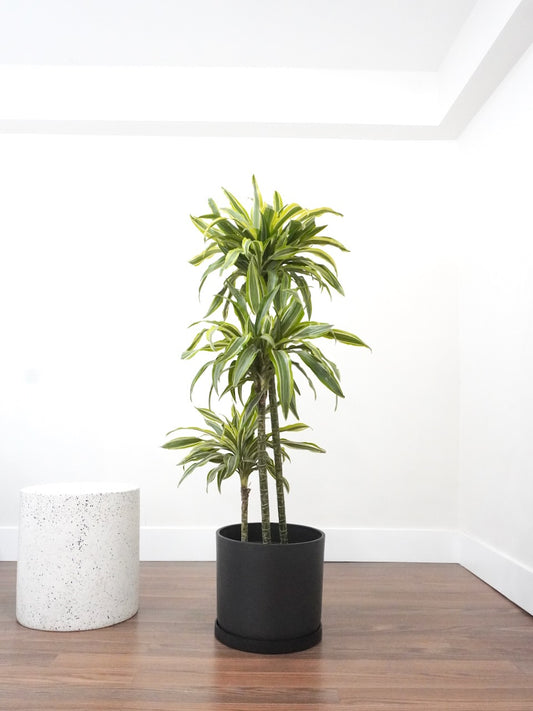 Warner the Dracaena 'Lemon Lime', XL Tall