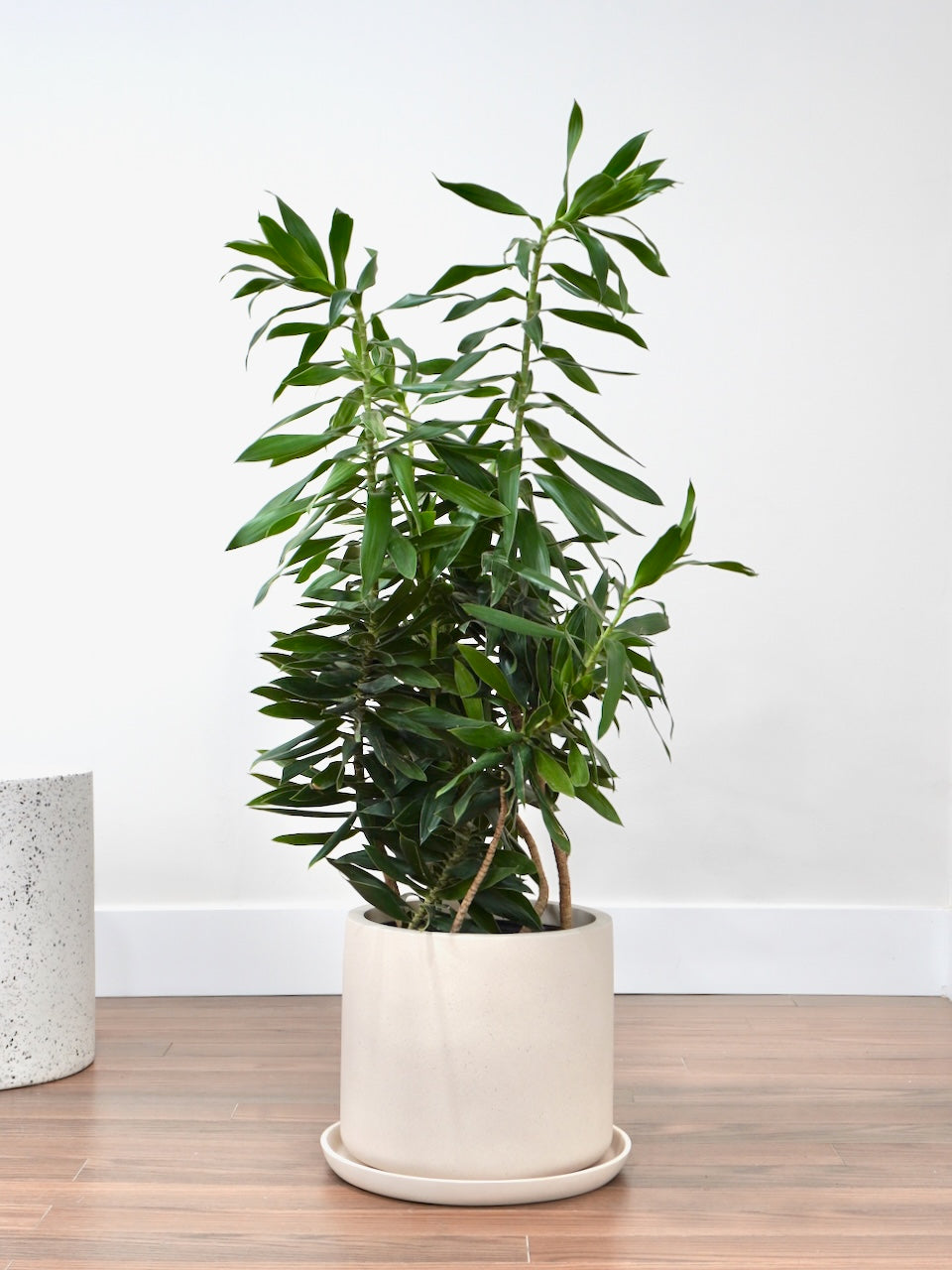 Delphyne the Dracaena Reflexa, XL