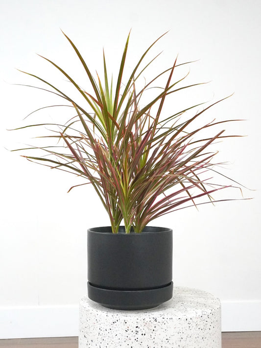 Puff the Dragon Tree Colorama, Large