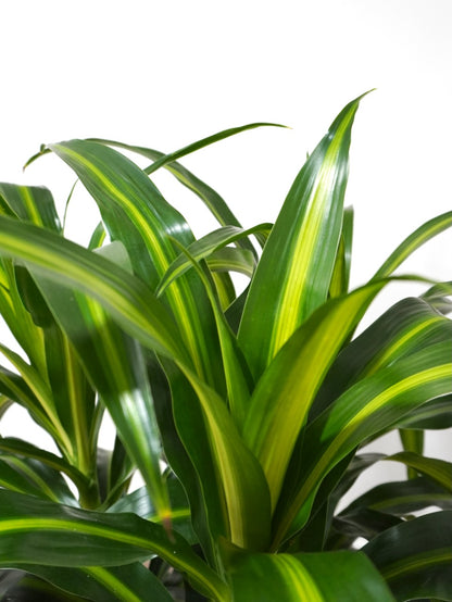 Dawn the Dracaena Hawaiian Sunshine Bush, XL