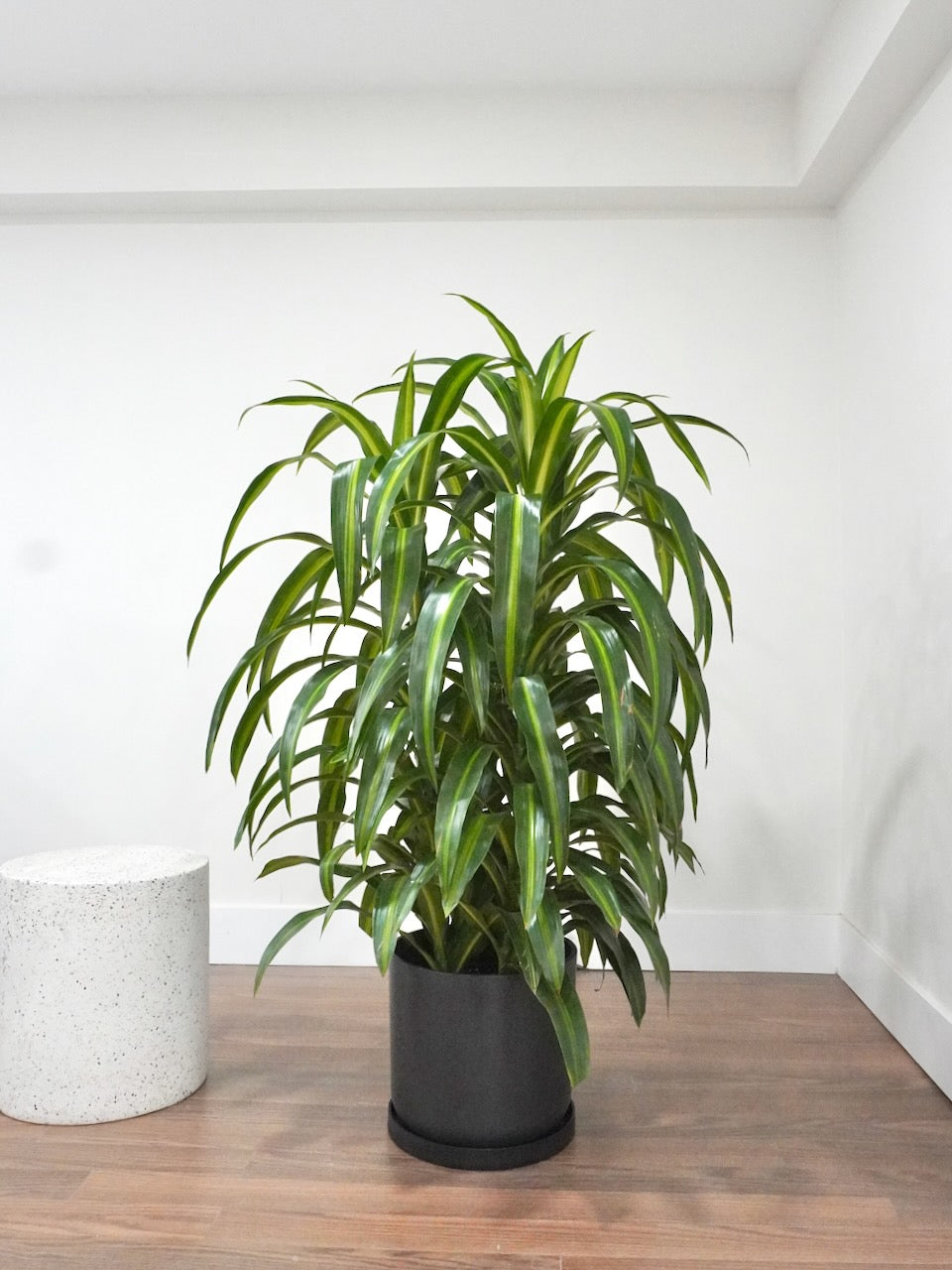 Dawn the Dracaena Hawaiian Sunshine Bush, XL